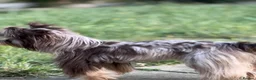 Yorkshire Terrier dogs for sale: Rare Chocolate Merle Girl - Advert 3