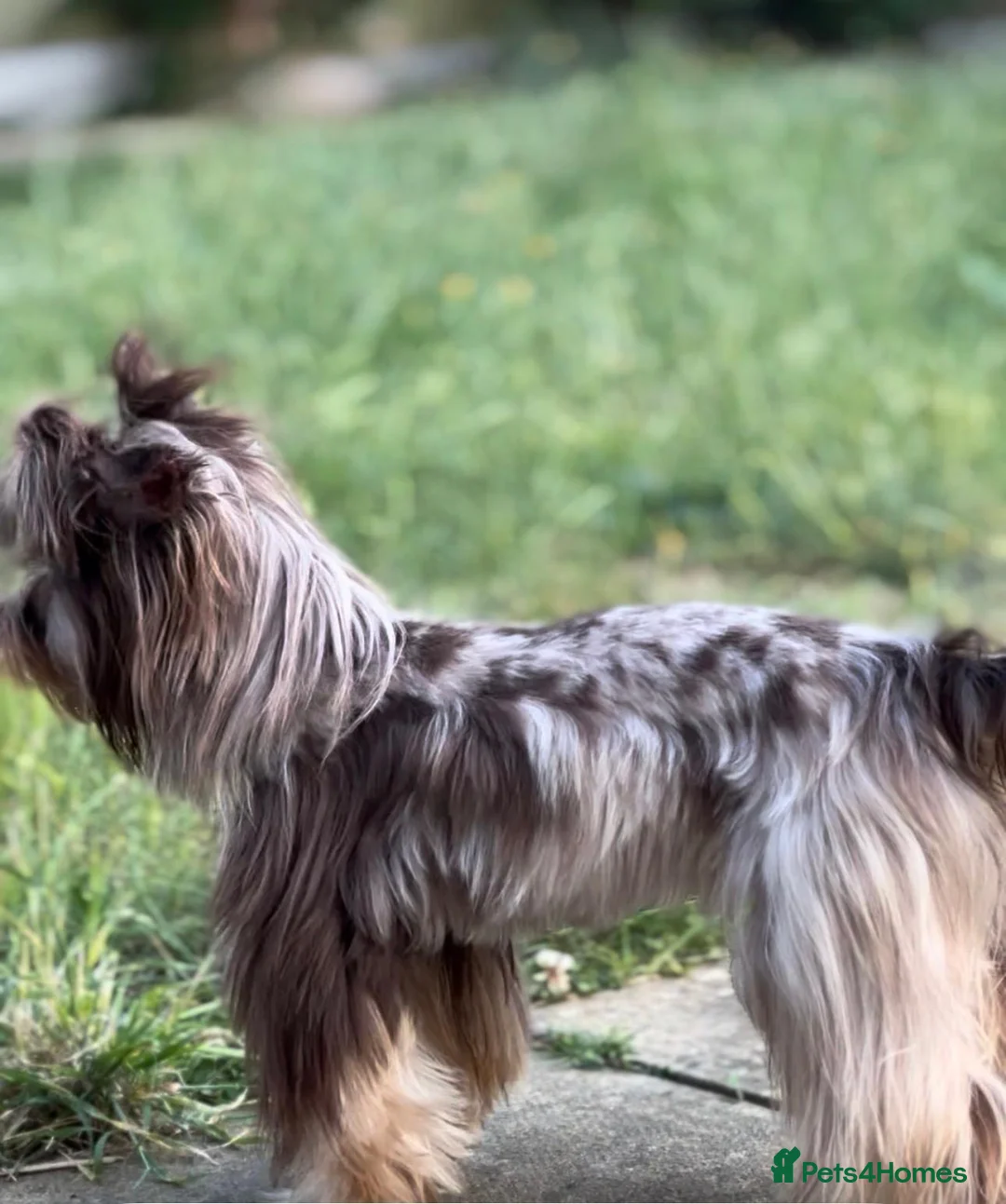 Yorkshire Terrier dogs for sale: Rare Chocolate Merle Girl - Advert 3