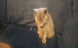 Ragdoll cats for sale: Ragdoll x kittens  - Image 11