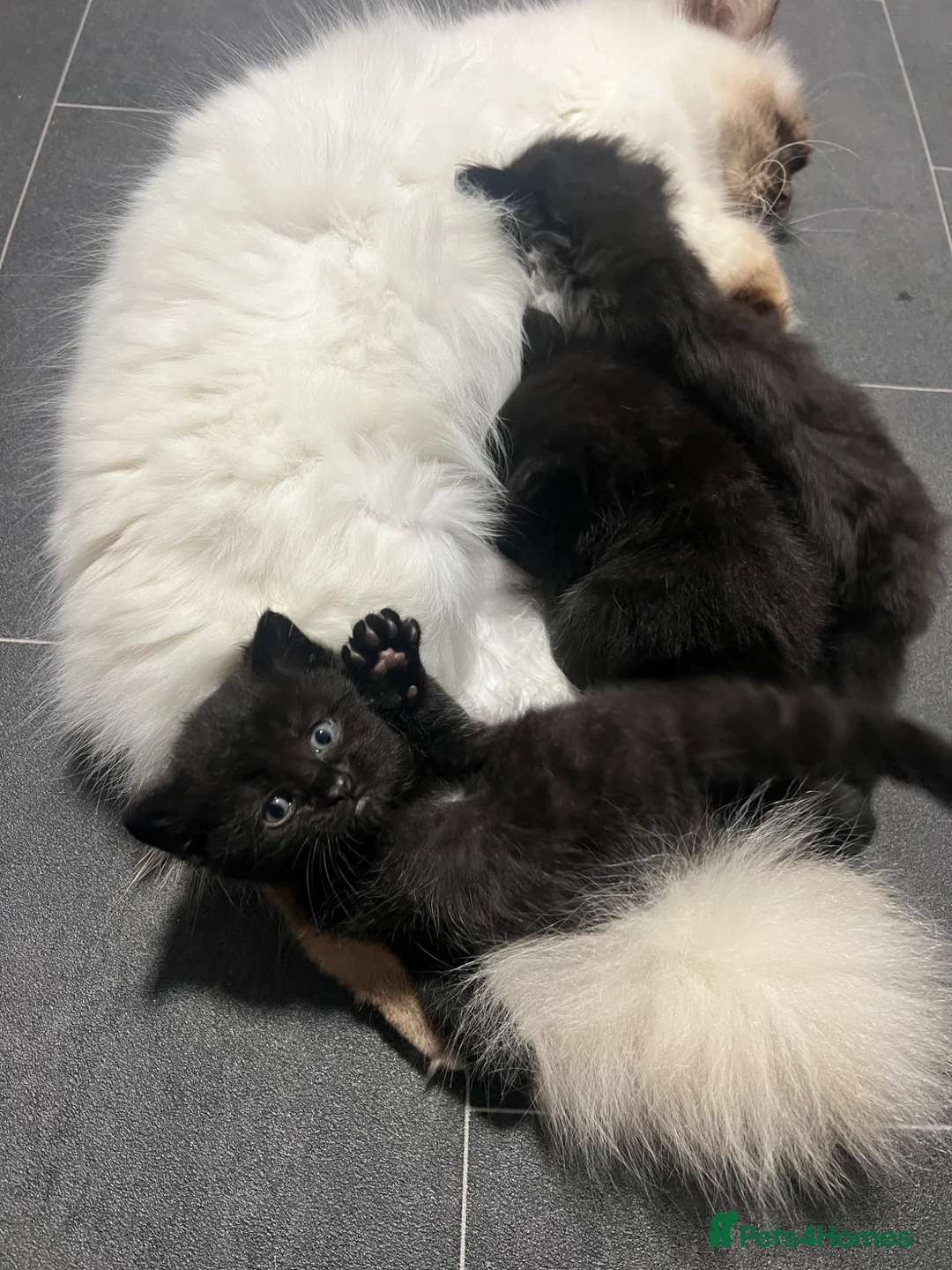 Ragdoll cats for sale: Ragdoll cross kittens  - Advert 1