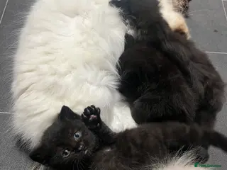 Ragdoll cats Ragdoll cross kittens - Advert 1