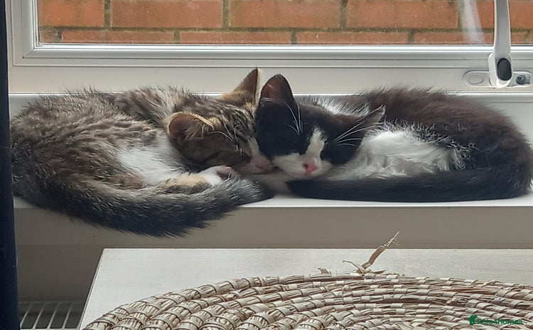 Mixed Breed cats - Advert 1