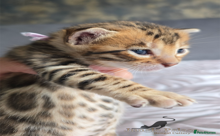 Bengal cats - Advert 1