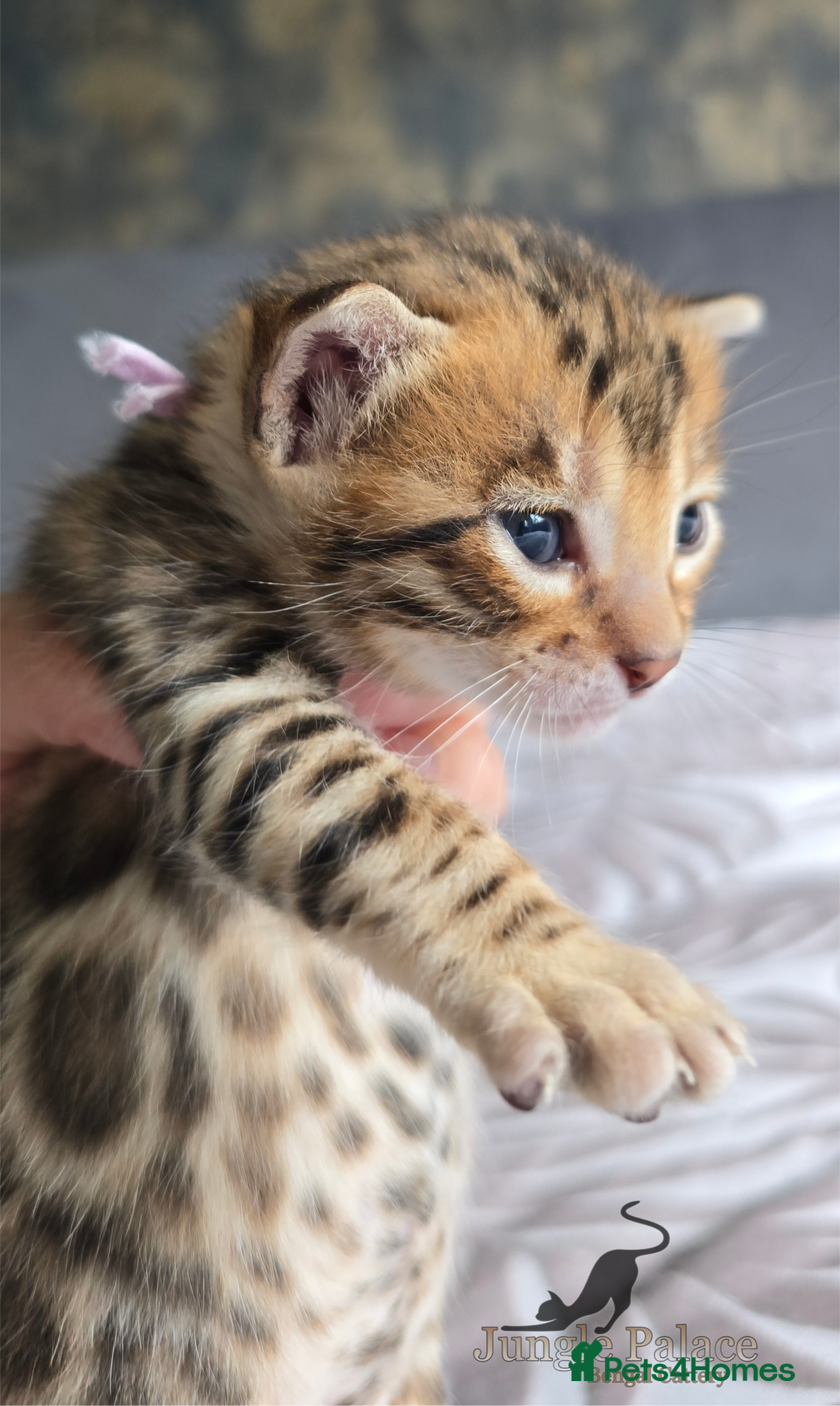Bengal cats for sale: TICA Champion bengal kittens ready for reservation - Image 4