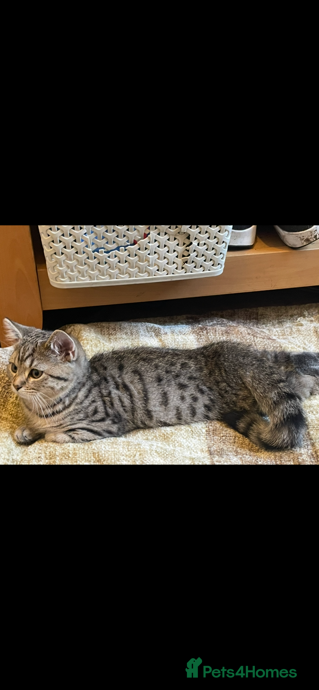 Brazilian Shorthair cats for sale: Beautiful cat British shorthair x tabby cat - Image 7