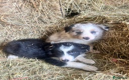 Border Collie dogs for sale: 5 beautiful border collie pups  - Image 5
