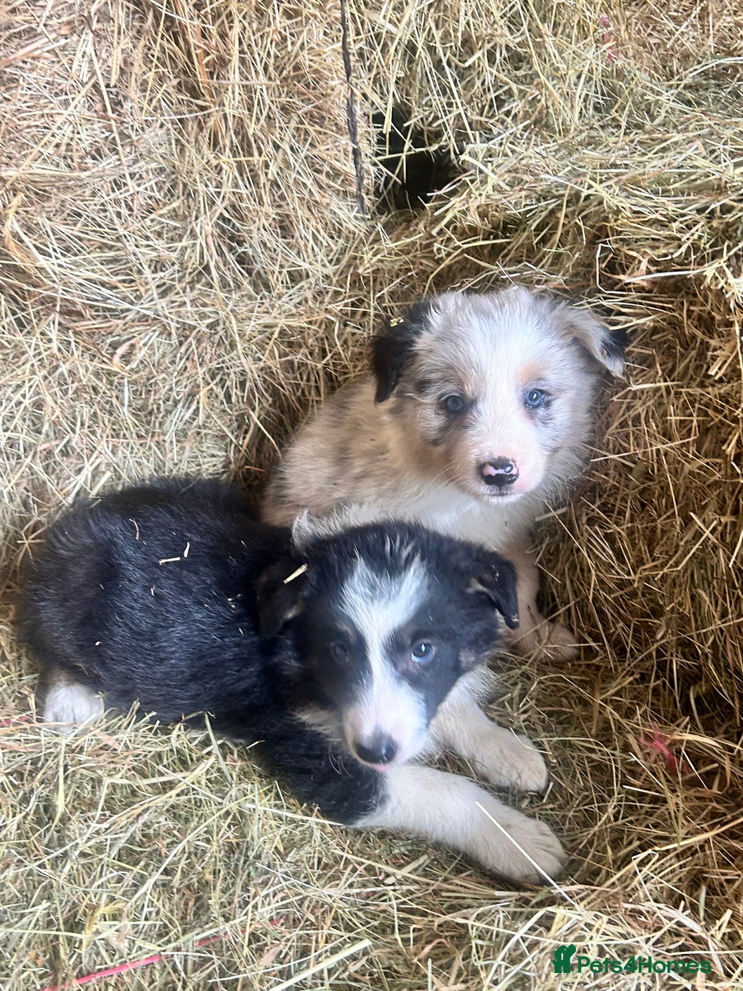 Border Collie dogs for sale: 5 beautiful border collie pups  - Image 5