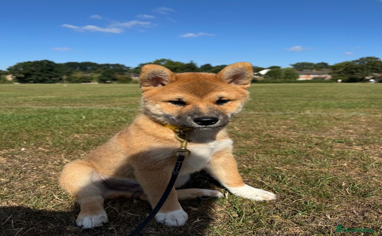 Japanese Shiba Inu dogs in London - Advert 3