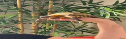 Tortoise reptiles for sale: Horsefield tortoise with full setup  - Advert 4