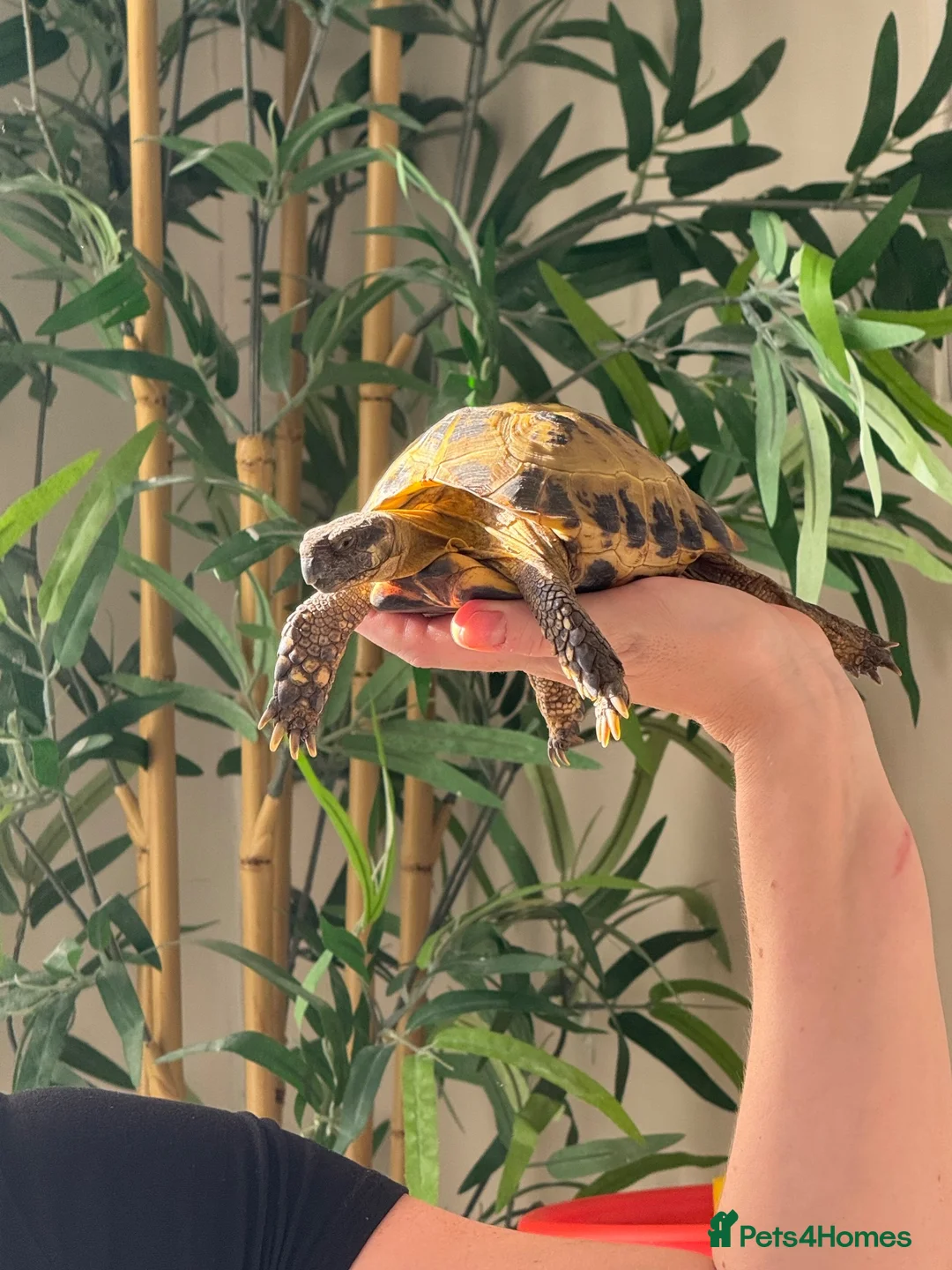 Tortoise reptiles for sale: Horsefield tortoise with full setup  - Advert 4