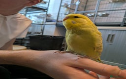 Budgerigars birds for sale: Budgie - Hand Tamed Baby Budgie  - Image 3
