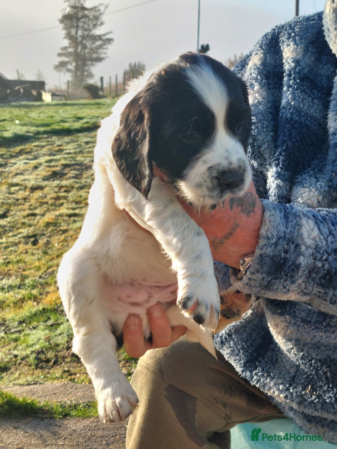 English Springer Spaniel dogs for sale: Quality Spaniel Litter at Sandaharr  - Image 25