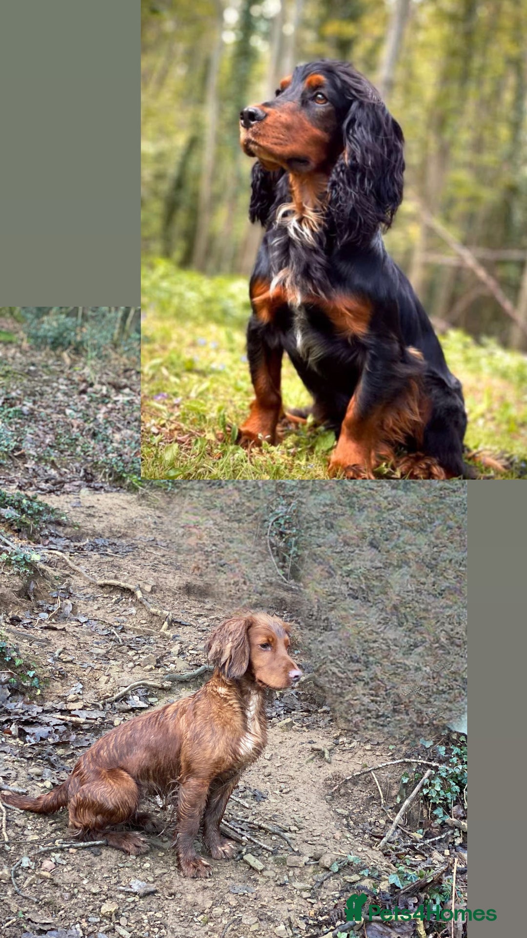 Cocker Spaniel dogs for sale: KC REG Cocker spaniel pups - Image 5