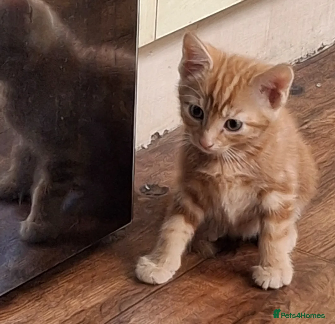 Mixed Breed cats for sale: Kittens - Advert 2