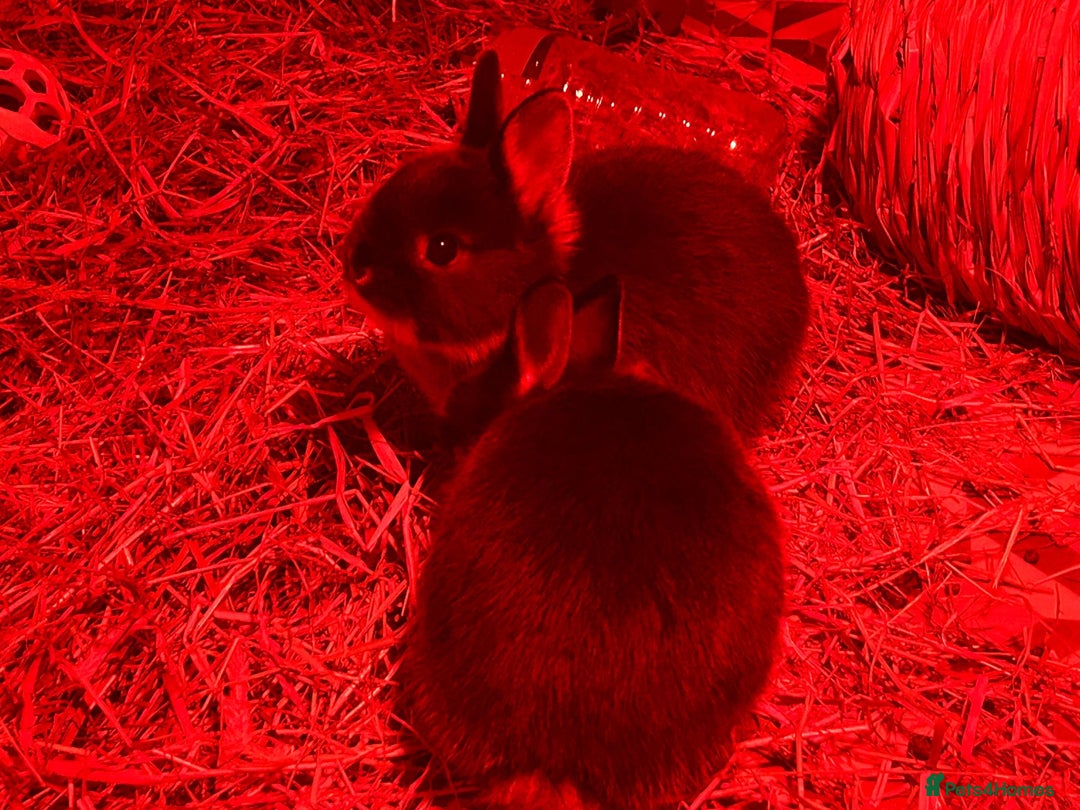 Netherland Dwarf rabbits for sale: Netherland Dwarf Bunnies - Advert 7
