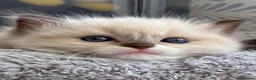 Ragdoll cats for sale: Registered pedigree cherubim ragdolls - Advert 7