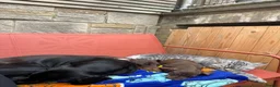 Miniature Dachshund dogs for sale: Dachshund mini puppies  in Hastings - Advert 16