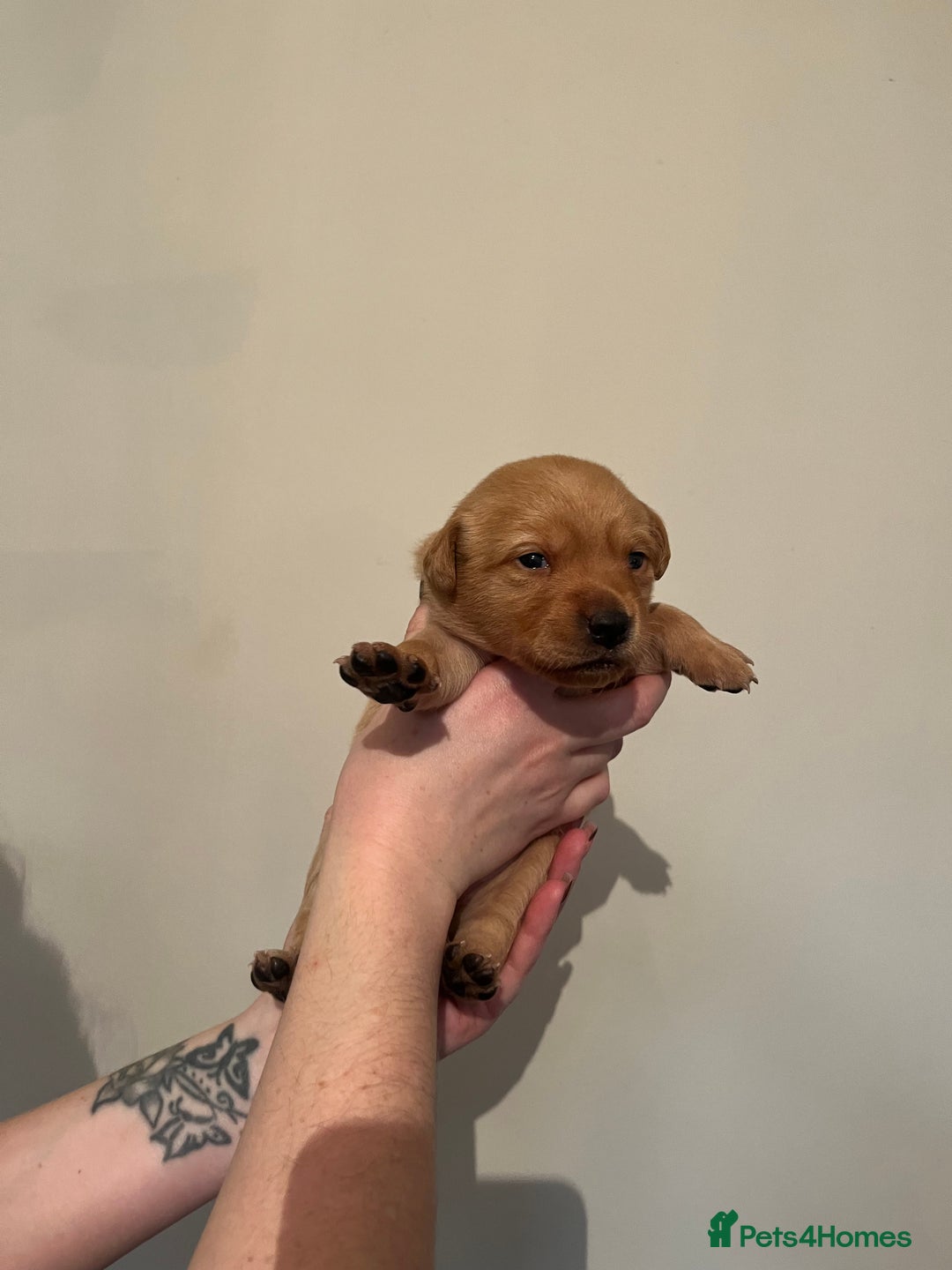 Labrador Retriever dogs for sale: Labrador Puppies - Advert 32