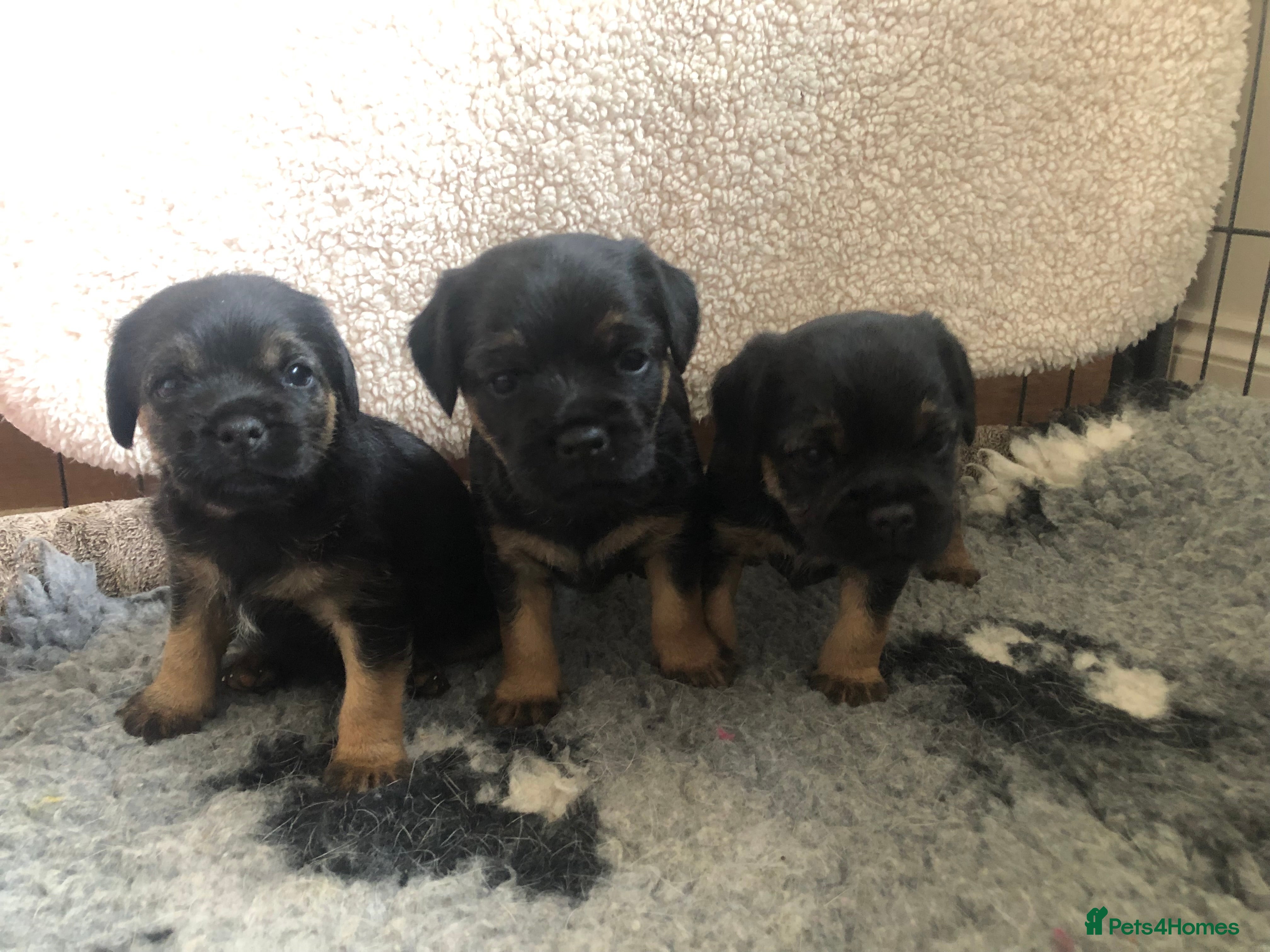 Border Terrier dogs KC reg Border Terrier Puppies for sale  - Advert 1