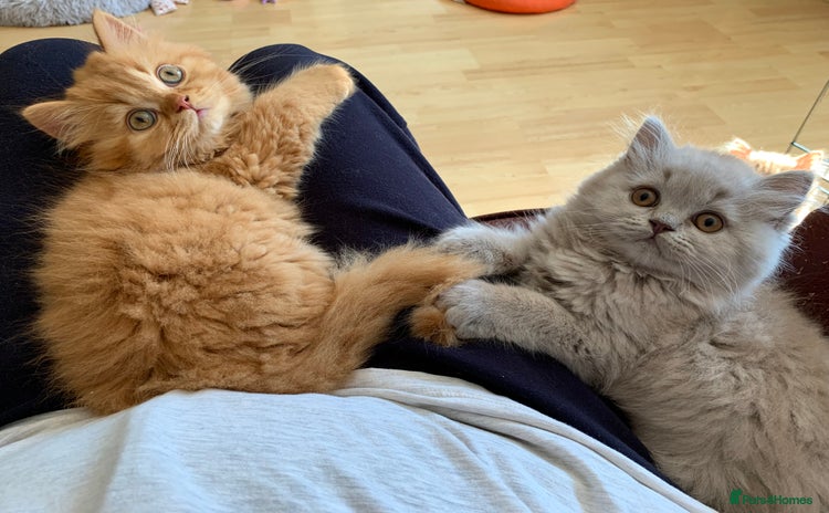 British Longhair cats - Advert 1
