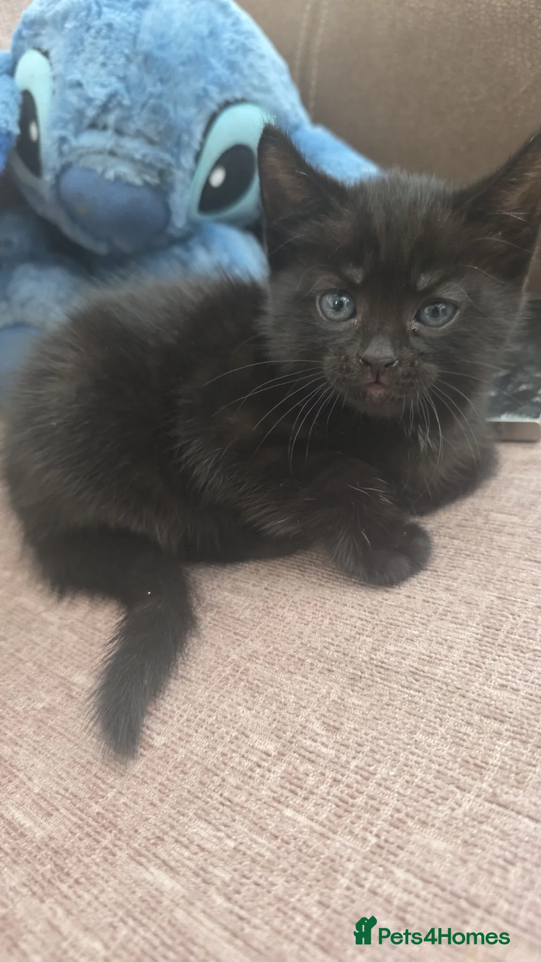 Mixed Breed cats for sale: Kittens looking for forever homes! - Advert 6