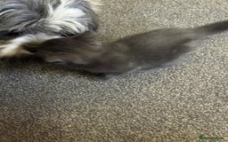 Bengal cats for sale: Bengal Mixed Litter - 2 Ginger & 1 Blue/Grey - Image 13