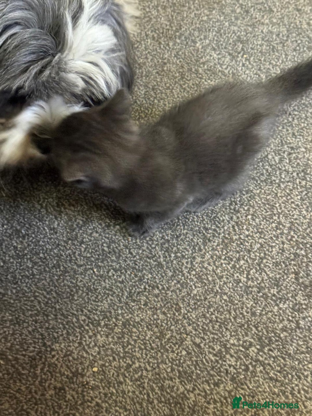 Bengal cats for sale: Bengal Mixed Litter - 2 Ginger & 1 Blue/Grey - Image 13