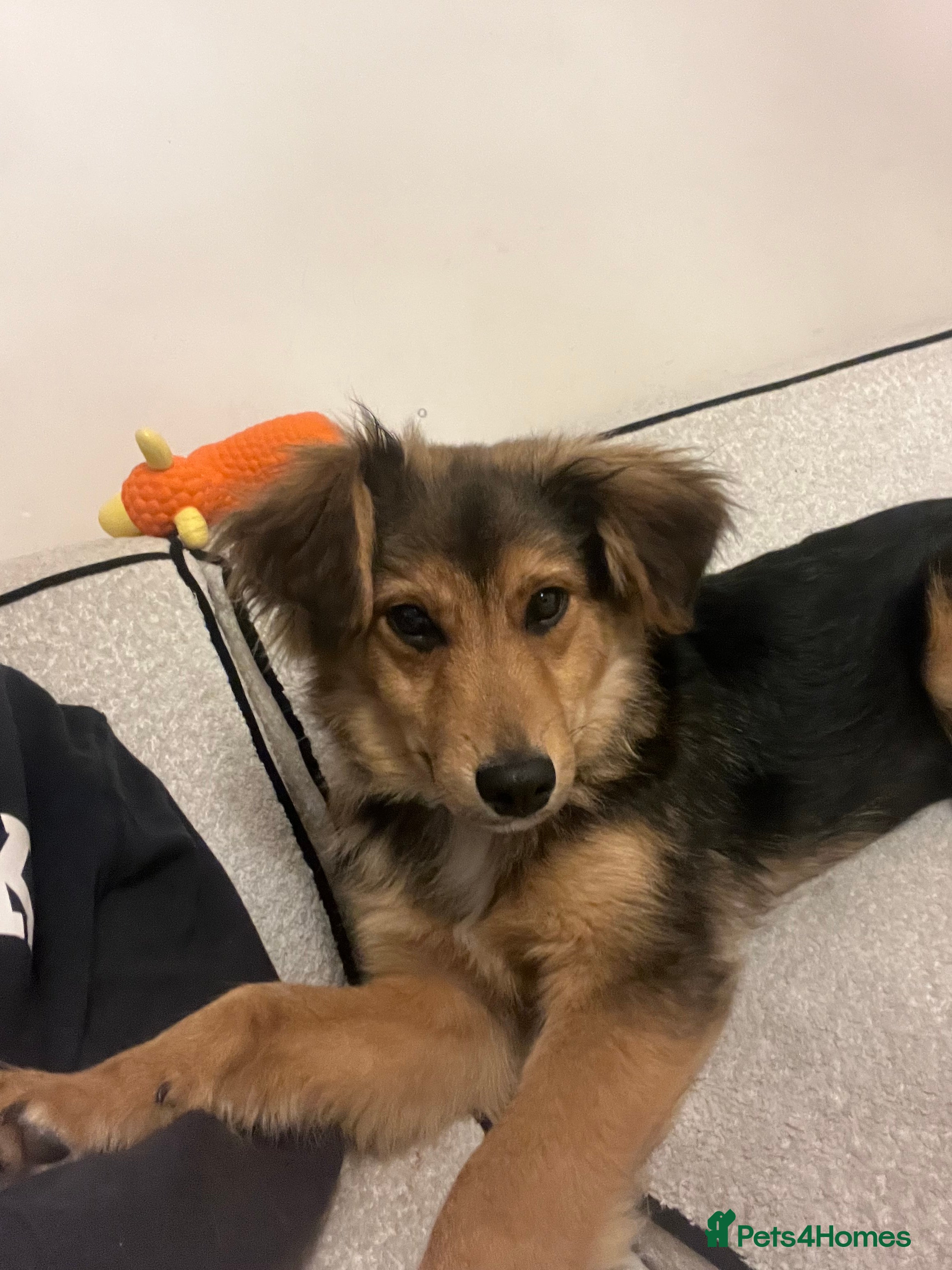 Mixed Breed dogs Male Puppy Mix Breed  - Advert 5