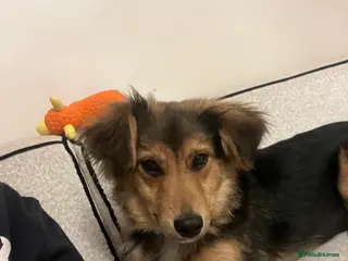 Mixed Breed dogs Male Puppy Mix Breed - Advert 5