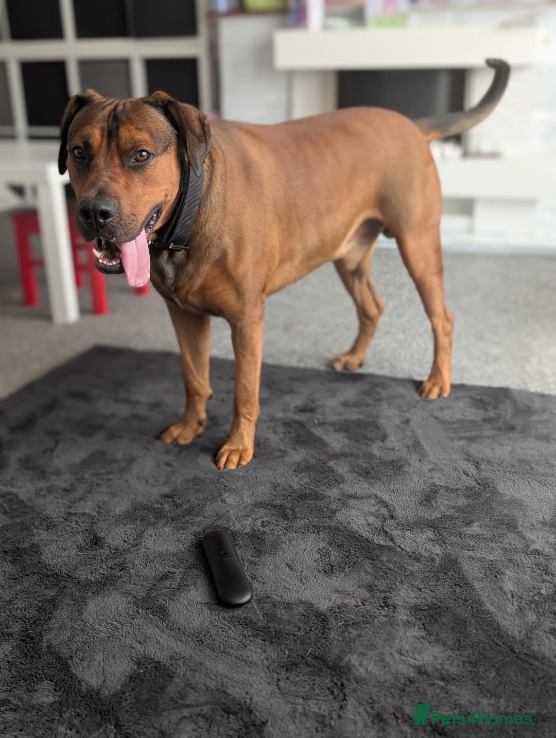 Mixed Breed dogs for sale: Lex 2 year old boy - Image 1