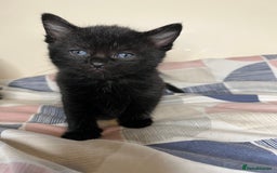 Mixed Breed cats for sale: 🐾 Adorable Litter of 5 Playful Kittens  - Image 5