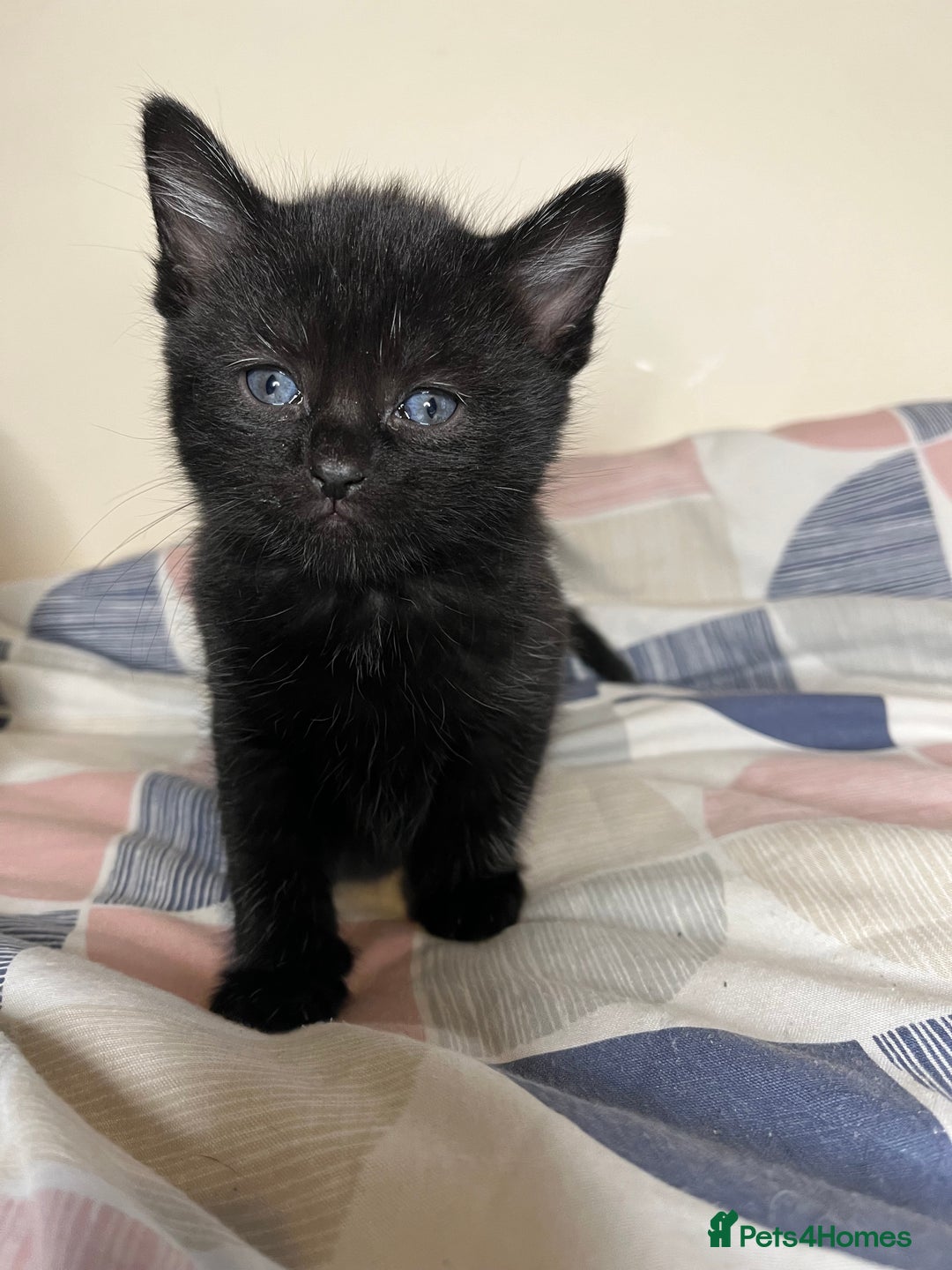 Mixed Breed cats for sale: 🐾 Adorable Litter of 5 Playful Kittens  - Image 5