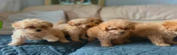 Miniature Poodle dogs for sale: Minature Poodle puppys!🐶🐾 - Advert 19