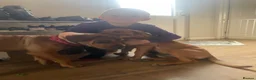 Rottweiler dogs for adoption: Bruce is a 5,5 month Rottweiler x staffi  - Advert 5