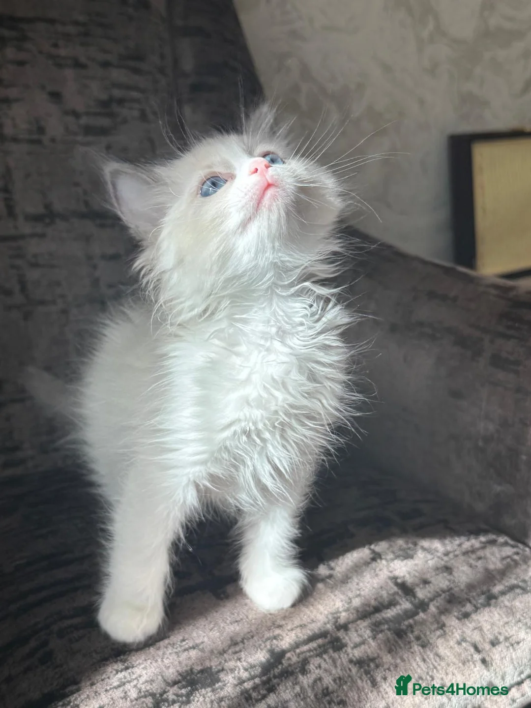 Ragdoll cats for sale: Beautiful female ragdoll  - Advert 1