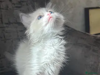 Ragdoll cats Beautiful female ragdoll - Advert 5