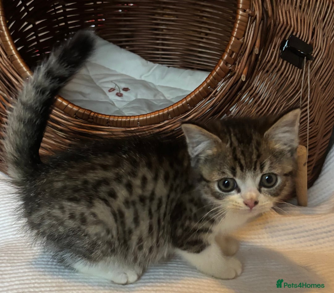 Mixed Breed cats for sale: Maine-Coon x British Blue Kittens.  - Advert 8