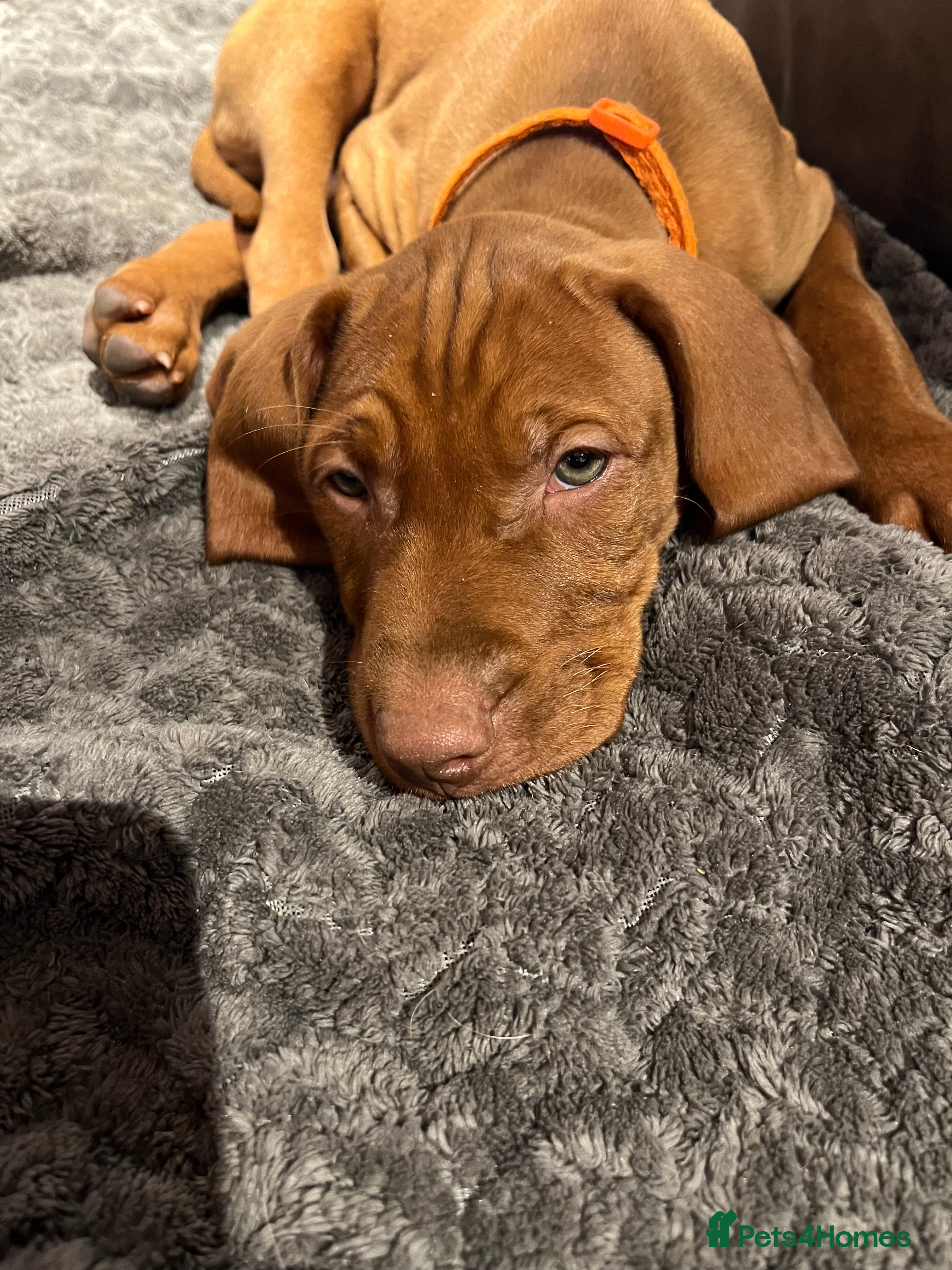 Hungarian Vizsla dogs Hungarian Viszla Puppies For sale - Advert 2