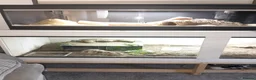 Monitor reptiles for sale: Monty looking for a new home  - Advert 2