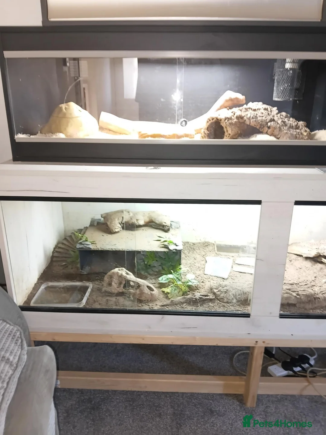 Monitor reptiles for sale: Monty looking for a new home  - Advert 2