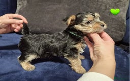 Yorkshire Terrier dogs for sale: Yorkshire terrier puppies (3 girls) - Image 25