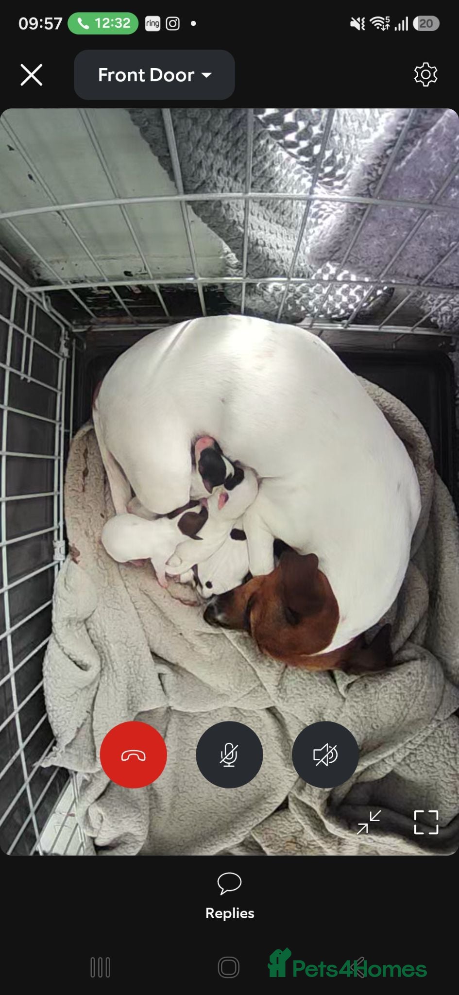 Jack Russell dogs Jack Russell puppies  - Advert 1