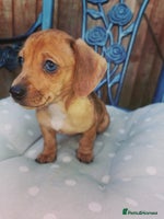 Dachshund dogs Unusual colour beautiful miniature dachshound pups - Advert 6