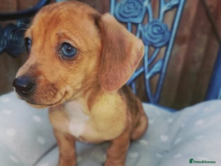 Dachshund dogs Unusual colour beautiful miniature dachshound pups - Advert 3