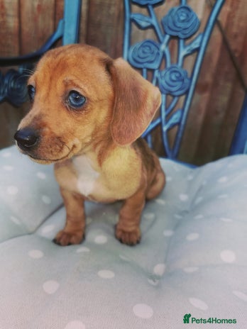 Dachshund dogs Unusual colour beautiful miniature dachshound pups - Advert 2