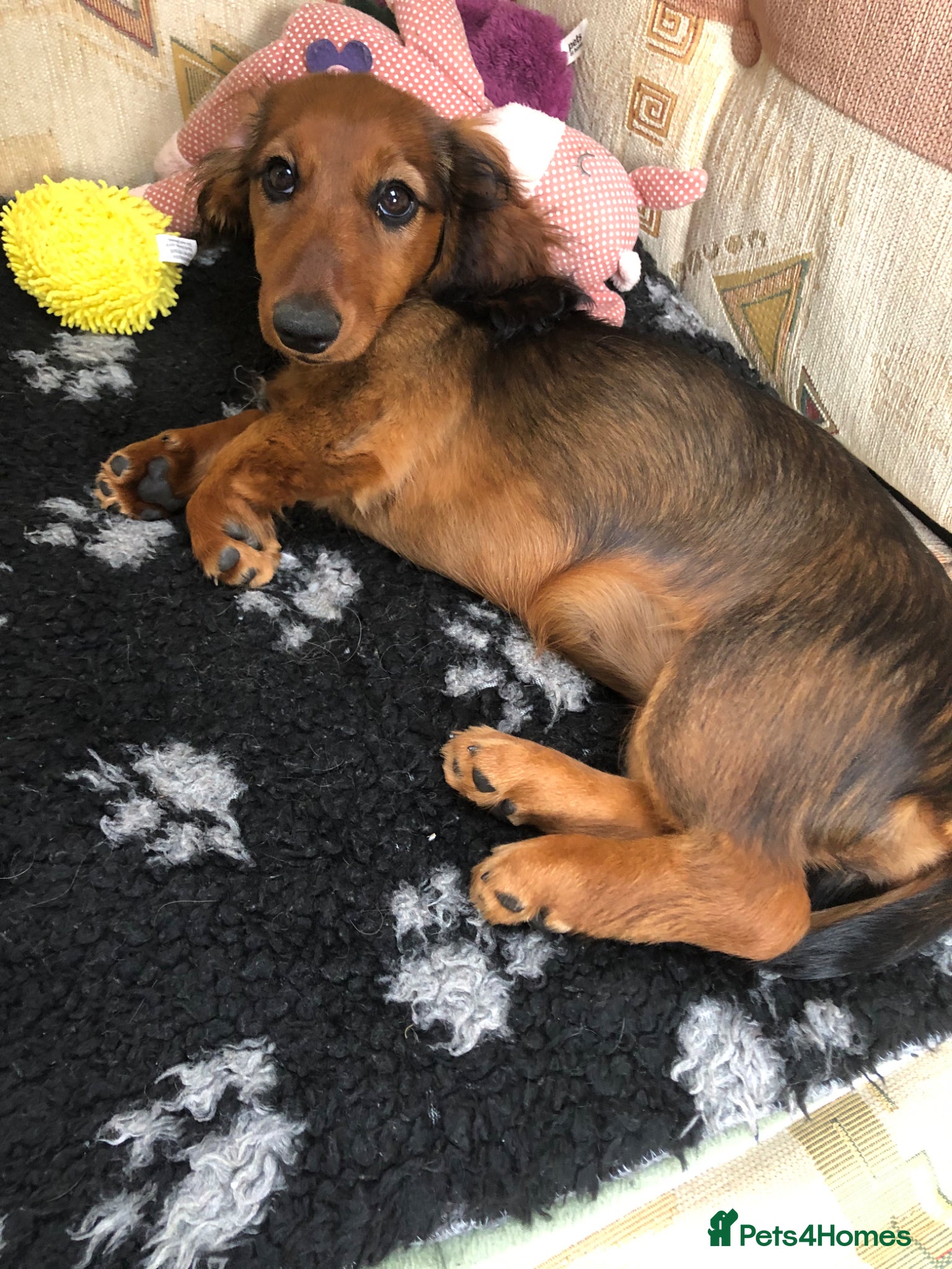 Miniature Dachshund dogs K.C Longhaired Miniature Dachshund - Advert 3