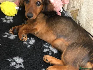Miniature Dachshund dogs K.C Longhaired Miniature Dachshund - Advert 4
