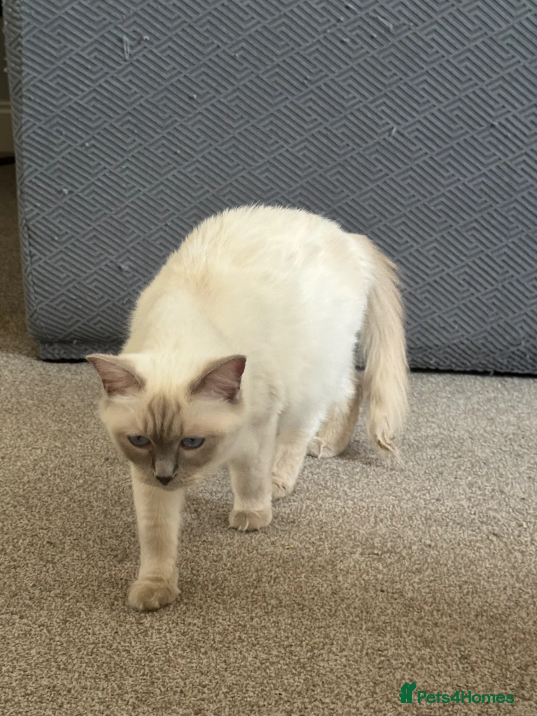 Ragdoll cats for sale: White ragdoll - Advert 1