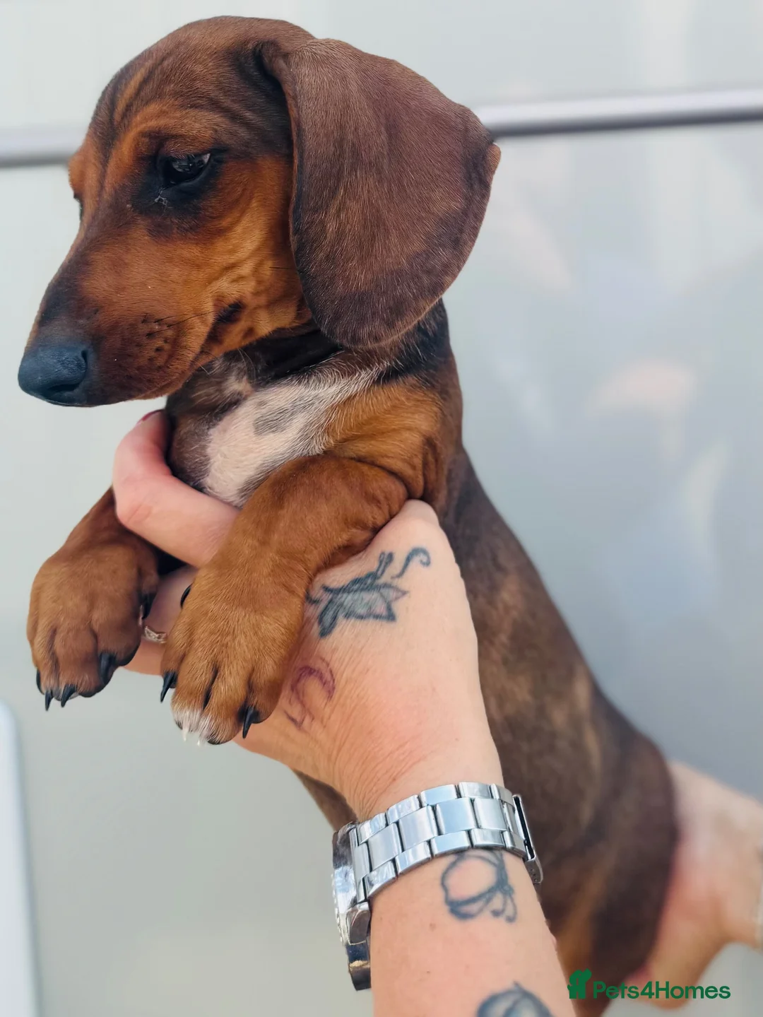 Miniature Dachshund dogs for sale: True to breed these little dachshunds  - Advert 1