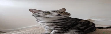Black and white mixed tabby 3 year old 